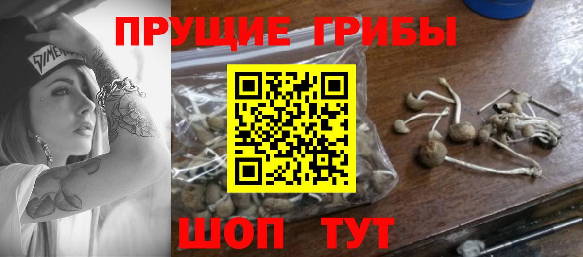 продажа наркотиков  Галлюциногенные грибы Psilocybe  Псилоцибиновые грибы мицелий  Вход с VPN  Усть-Джегута 