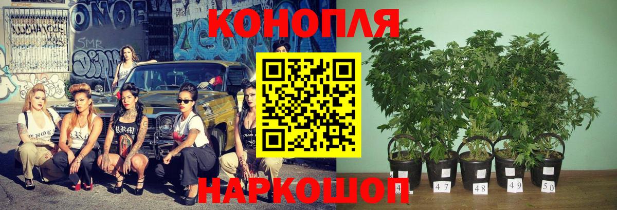 Бошки марихуана сатива Усть-Джегута